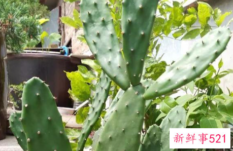 十二生肖对应的幸运植物