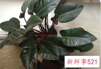 红钻怎么施肥四季施肥都有所不同