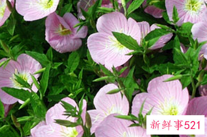 美丽月见草的繁殖方法