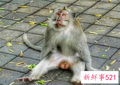 嫉妒心最强的三大生肖惹不起