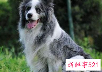 优质边牧犬怎么挑