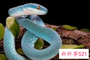 女人梦见又细又小的蛇