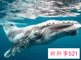 梦见鲸鱼在水里是什么意思