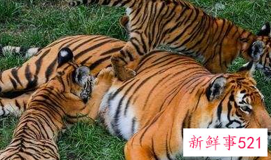 属虎男忘不了的女人