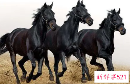 梦见马贩子什么意思