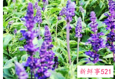 薰衣草什么时候开的最旺盛