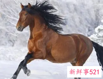 属马的出生时辰与属相命运