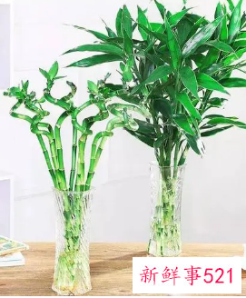 十二生肖对应的幸运植物