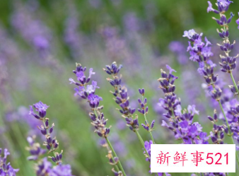 薰衣草什么时候开的最旺盛