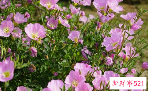 美丽月见草的繁殖方法