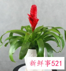 镇宅又聚财的花长寿花