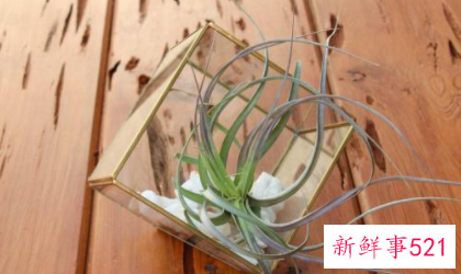 空气凤梨是什么