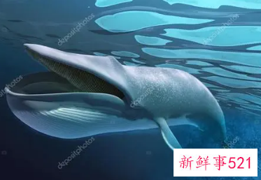 梦见鲸鱼在水里是什么意思