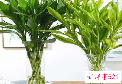 政府机关办公室放置哪些风水花好