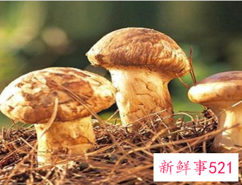 什么蘑菇对癌症好