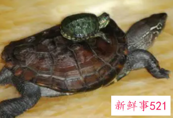 梦见乌龟追着咬我是什么意思