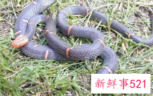 梦到蛇是好事还是坏事