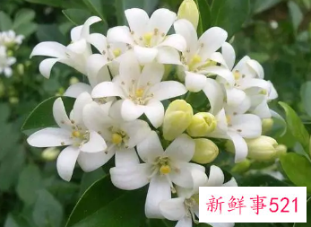 政府机关办公室放置哪些风水花好