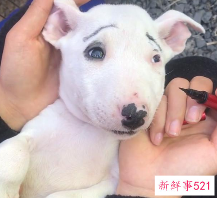 给自己的狗狗化妆方法