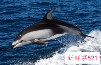 梦见鲸鱼在水里是什么意思