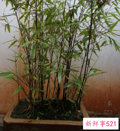 养殖凤尾竹病虫害有哪些