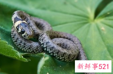 女人梦见又细又小的蛇