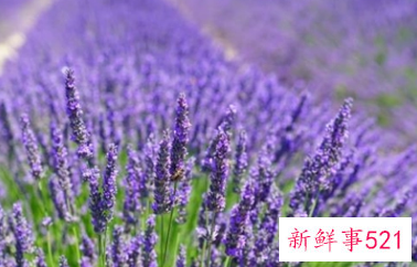 薰衣草什么时候开的最旺盛