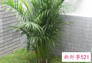 养殖凤尾竹病虫害有哪些