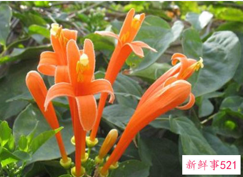 鞭炮花有什么寓意