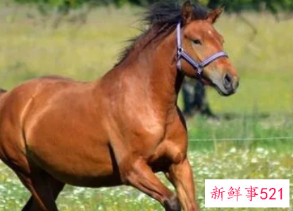 属马男人床上爱你的表现