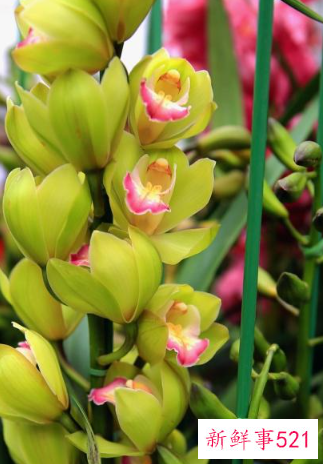 十二生肖对应的幸运植物