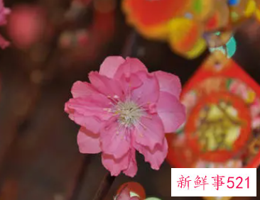 过年摆桃花的寓意和象征