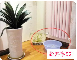 屋子太热干燥怎么办