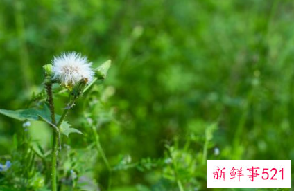 治疗痔疮最有效的偏方