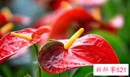 十二生肖对应的幸运植物