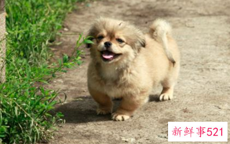 梦见小狗在游泳是什么意思