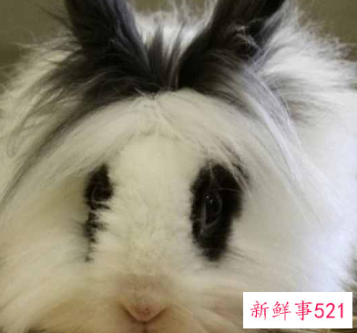 粘人又安静的小型宠物兔子