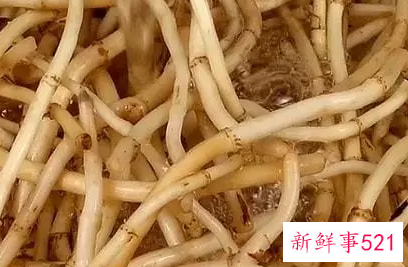 鱼腥草茶的功效与作用有哪些