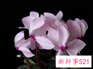 镇宅又聚财的花长寿花