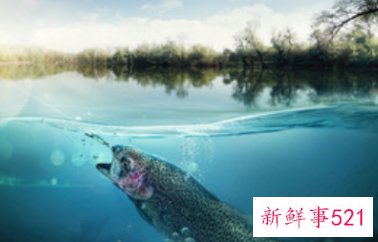 女人梦见捉鱼是好梦吗