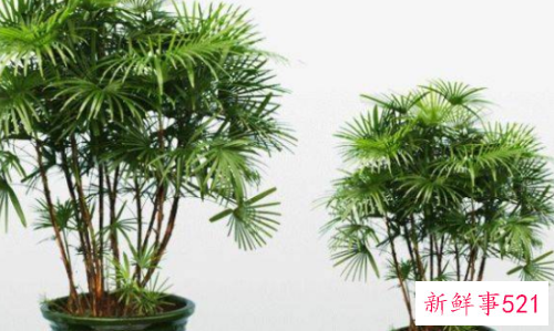 棕竹对家居环境的影响