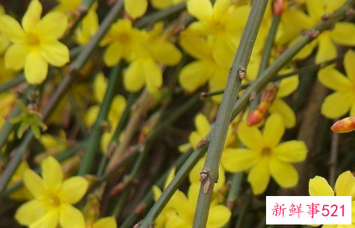 鞭炮花有什么寓意