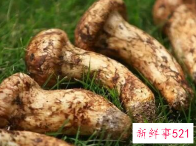 什么蘑菇对癌症好