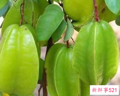 吃杨桃有什么好处和禁忌怎么吃