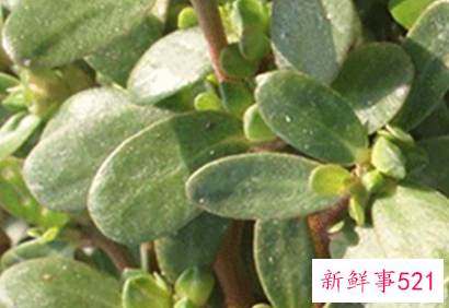 治疗痔疮最有效的偏方