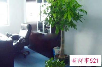 办公室盆栽风水