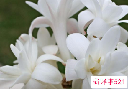 十二生肖对应的幸运植物