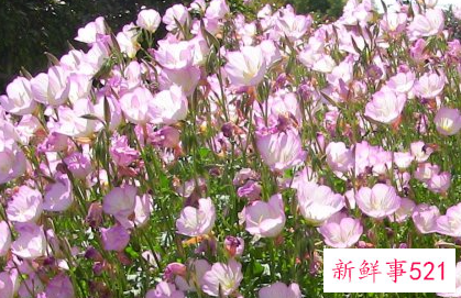 美丽月见草的繁殖方法