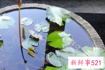 十二星座专属生辰花仙精灵王