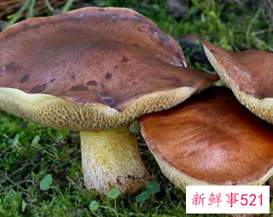 什么蘑菇对癌症好